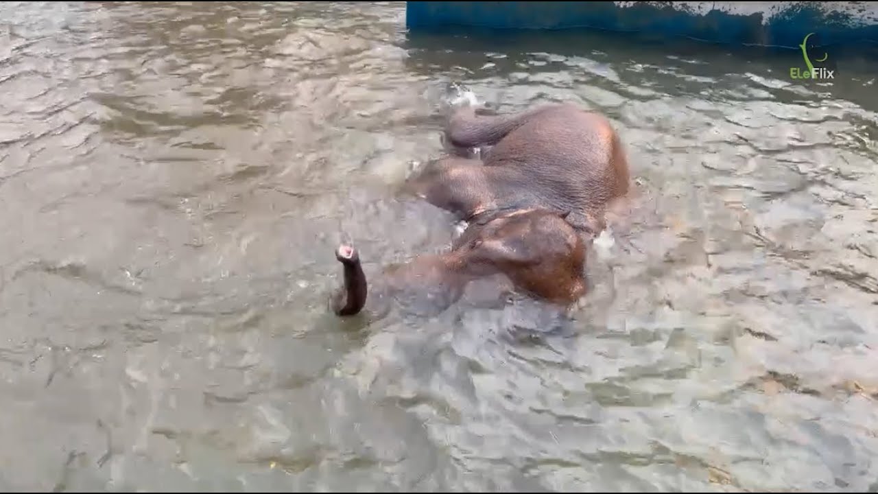 Eighth update on Namtip from  from Elephant Nature Park! - EleFlix