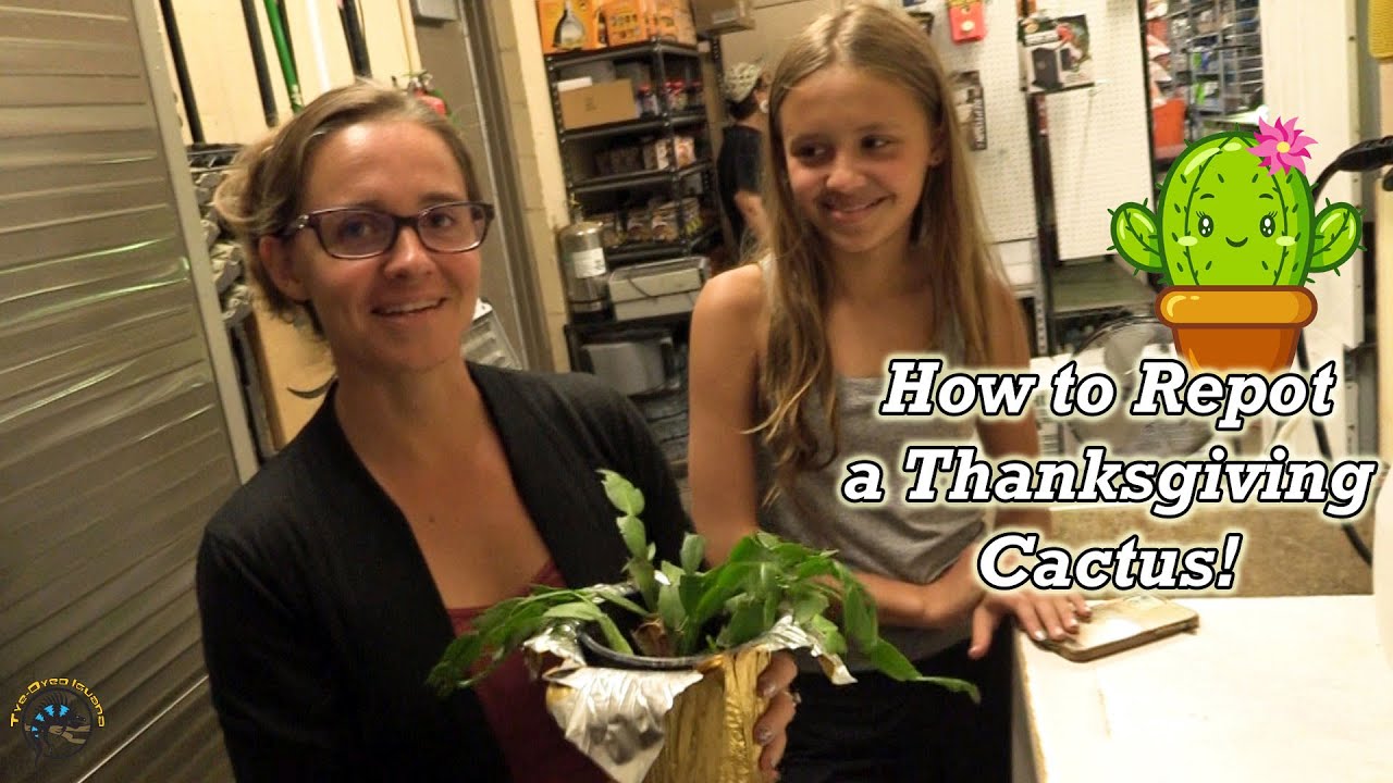 How to Repot a Thanksgiving Cactus! -- (Works for Easter & Christmas Cacti Too!) 🌵