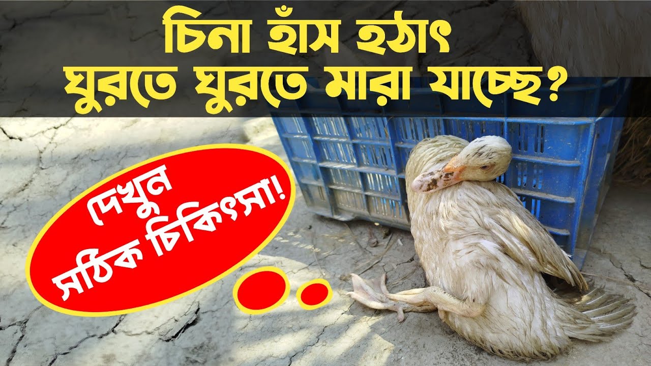 চিনা হাঁস হঠাৎ ঘুরতে ঘুরতে মারা যাচ্ছে? জানুন কারণ ও প্রতিকার||J Krishi Tv
