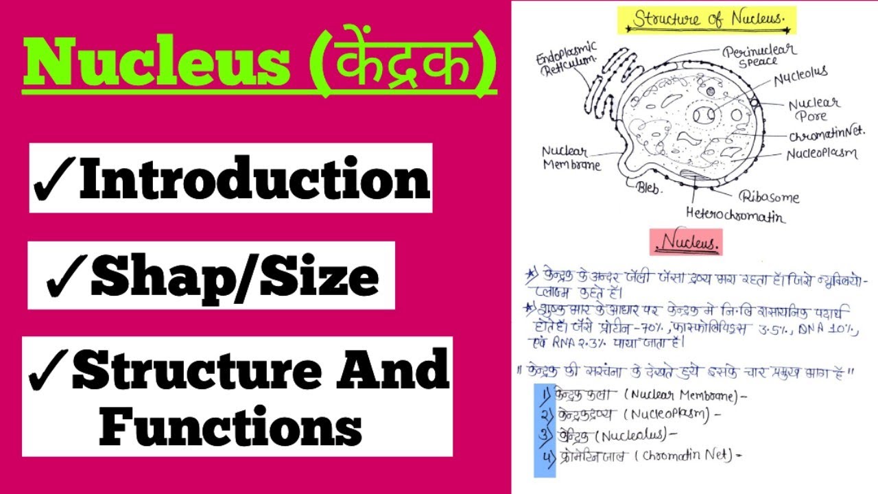 Nucleus (केंद्रक) Structure And Functions Of Nucleus In Hindi @Botany Adda