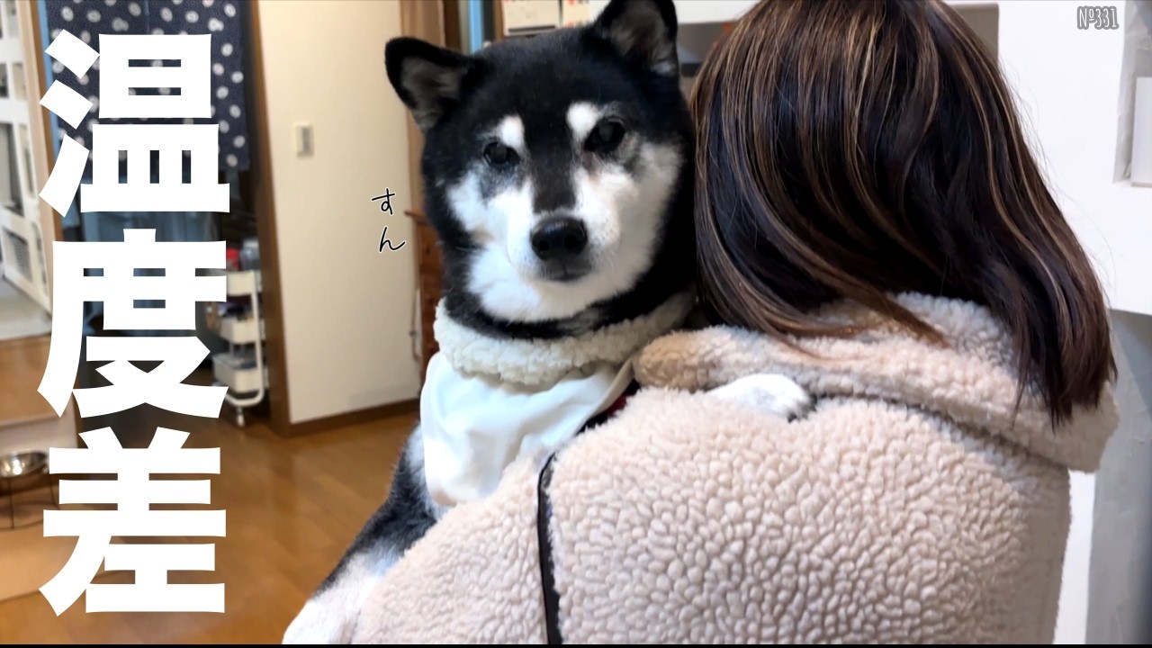 【双子コーデ】浮かれる飼い主と全く動じない柴犬との温度差が違い過ぎましたｗ（№331）
