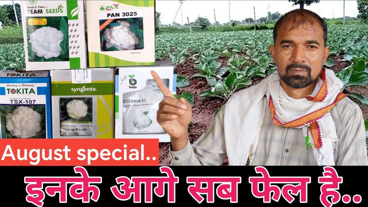 अभी नर्सरी के लिए #फूलगोभी की सुपरस्टार प्रजातियां / Best Cauliflower Varieties For August Nursery
