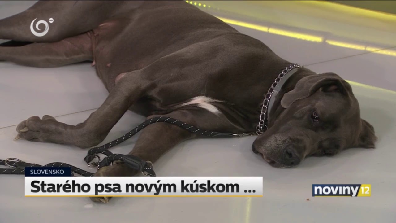 Juraj Ferko, DOGGIE.SK - Starého psa novým kúskom NAUČÍŠ - Noviny o 12tej TV JOJ