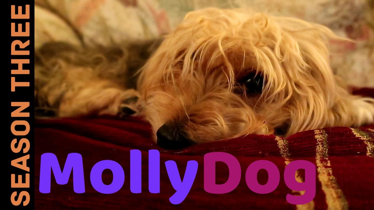 MollyDog looks so comfy on the sofa! Vlog
