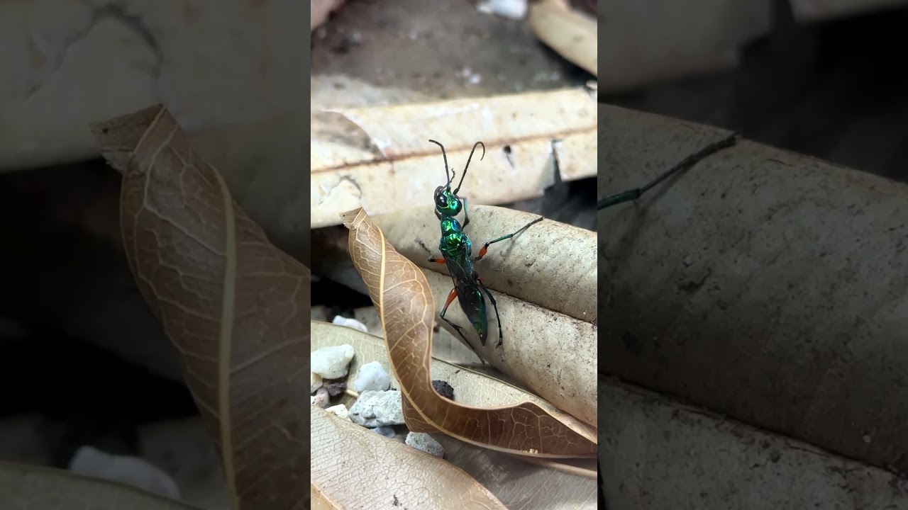 Emerald jewel wasp grooming | Insect life 