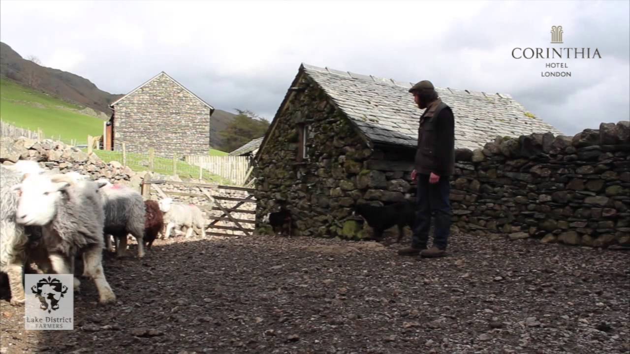 Herdwicks lambing season 2014