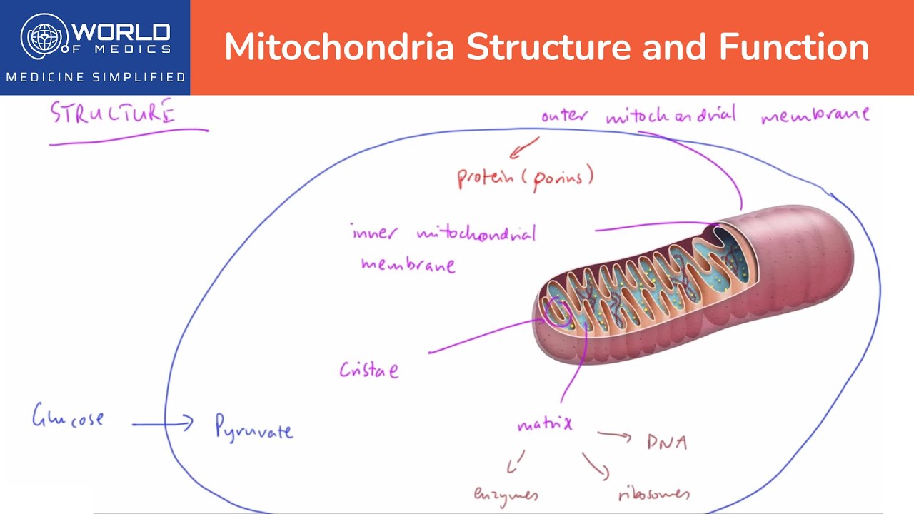 What are Mitochondria? - Mitochondria Structure and Function | Cell Biology