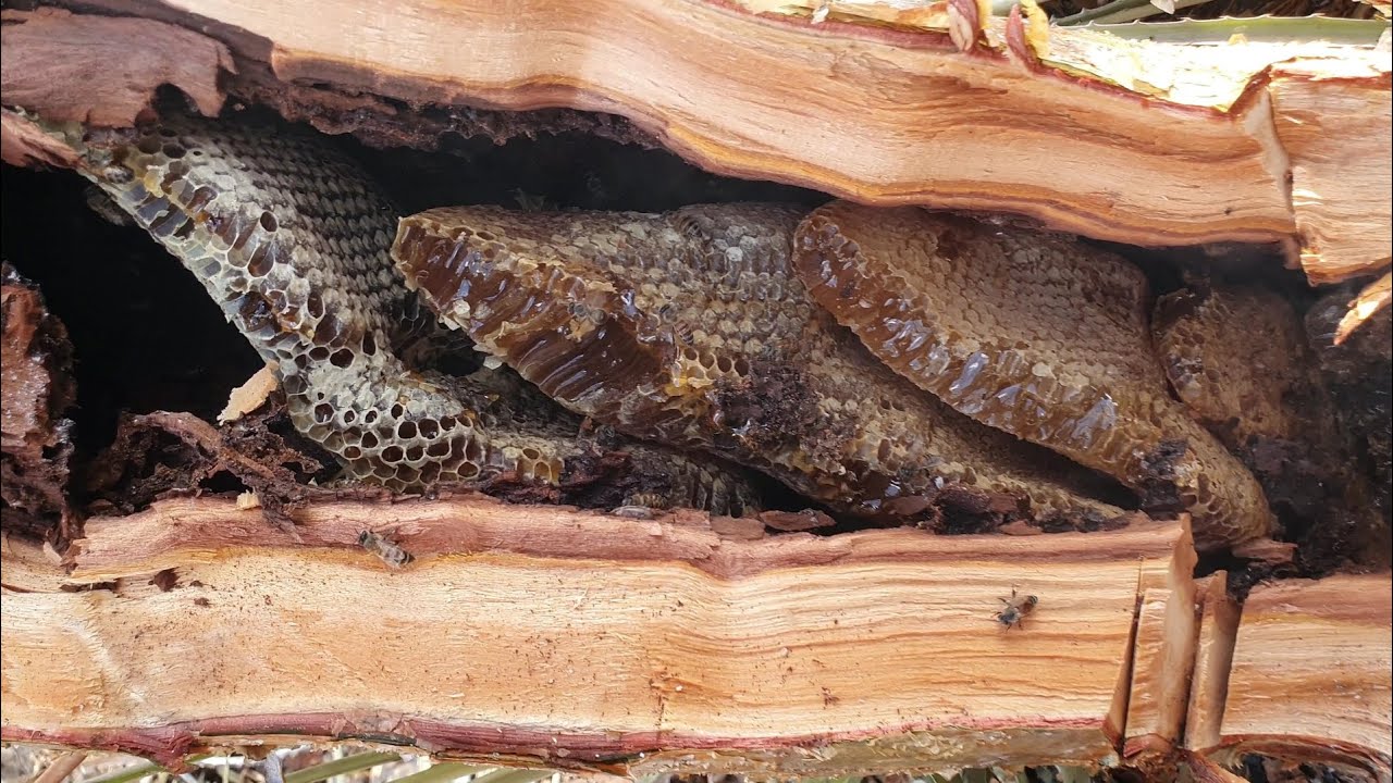 ABELHA MAIS BRUTA DE TODAS, SANHARÓ BOTOU O TIRADOR PRA CORRER!! 😱🍯 ABELHA PRA MAIS DE 20 LITROS!! 😱