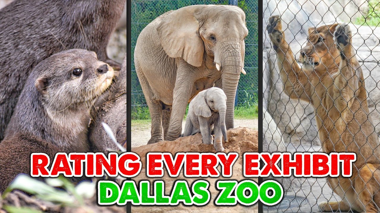 Rating Every Exhibit at the Dallas Zoo