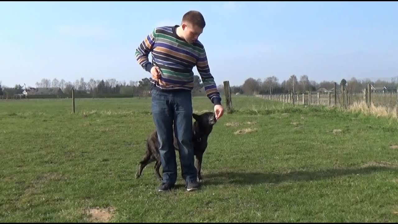 Dog School: aan de voet aanleren