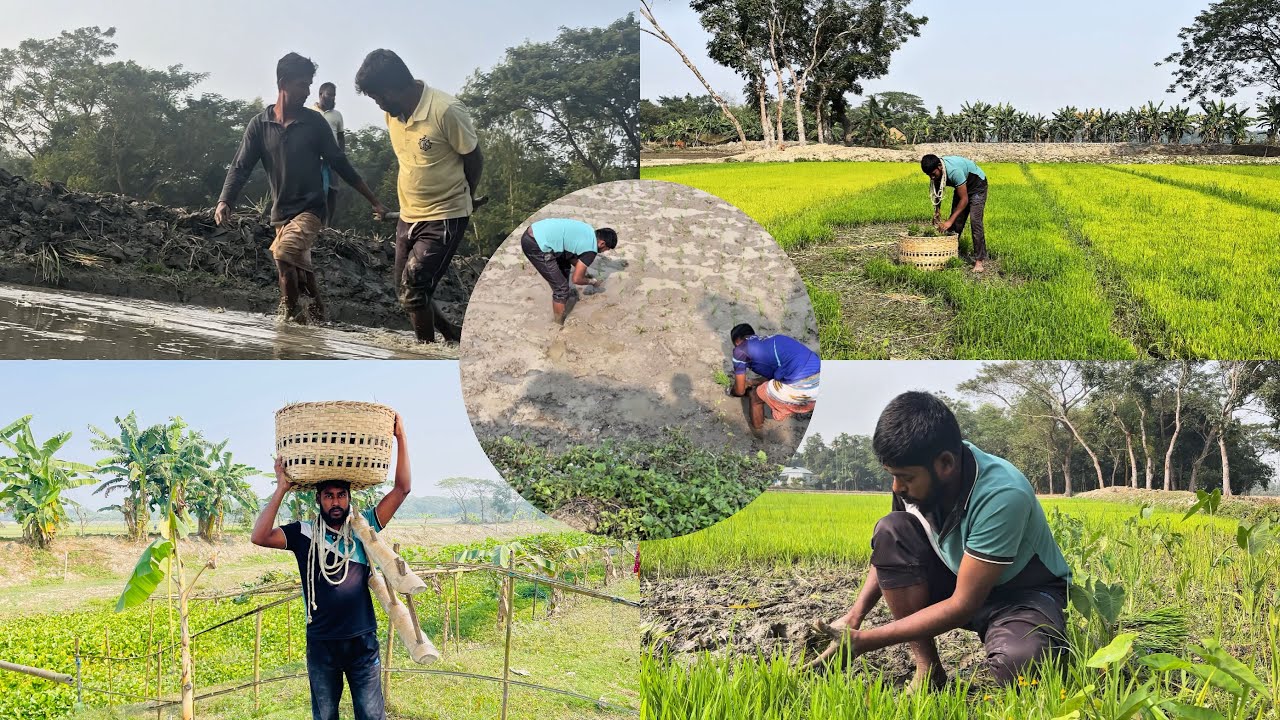 গ্রামের কৃষি কাজ | ধান রোপণের আগে ক্ষেত প্রস্তুত 🌾 | Rural Farming Vlog  