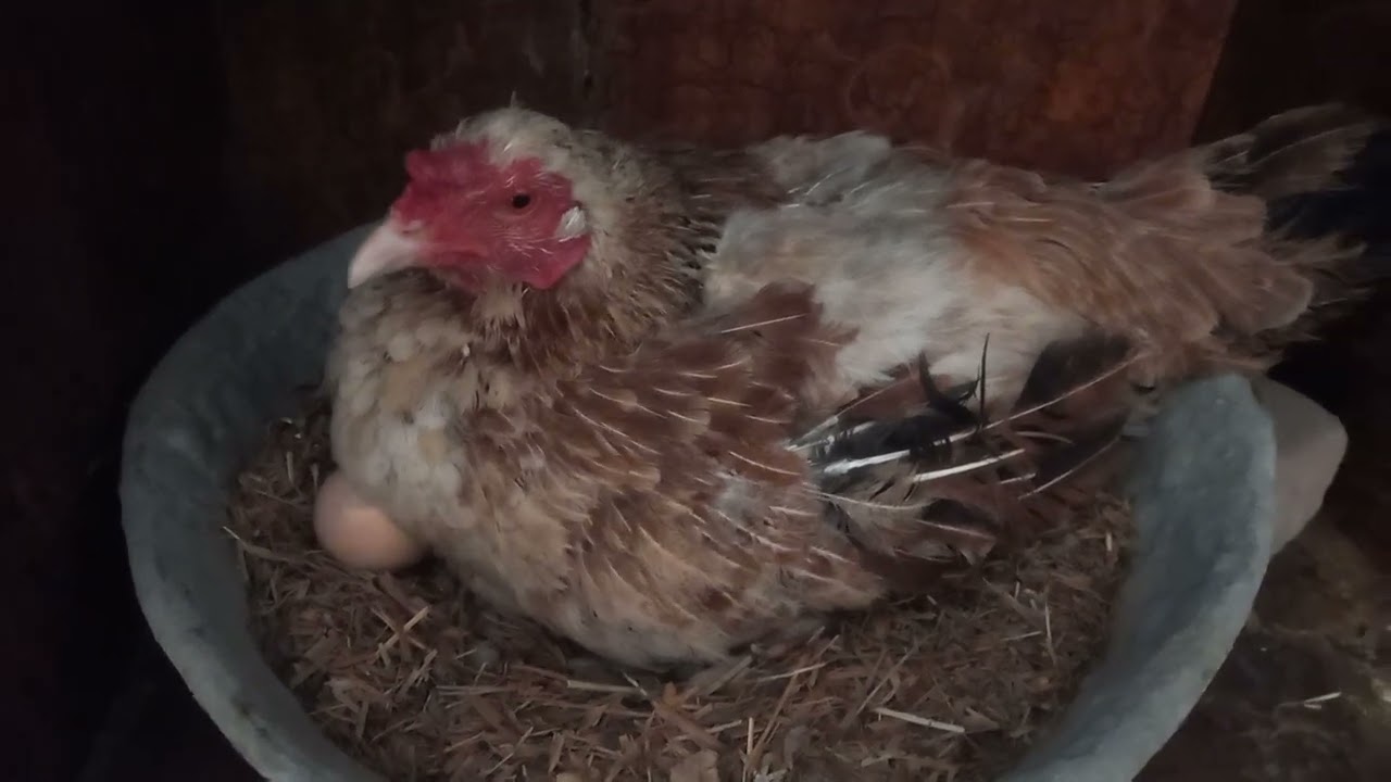 aseel hen egg hatching