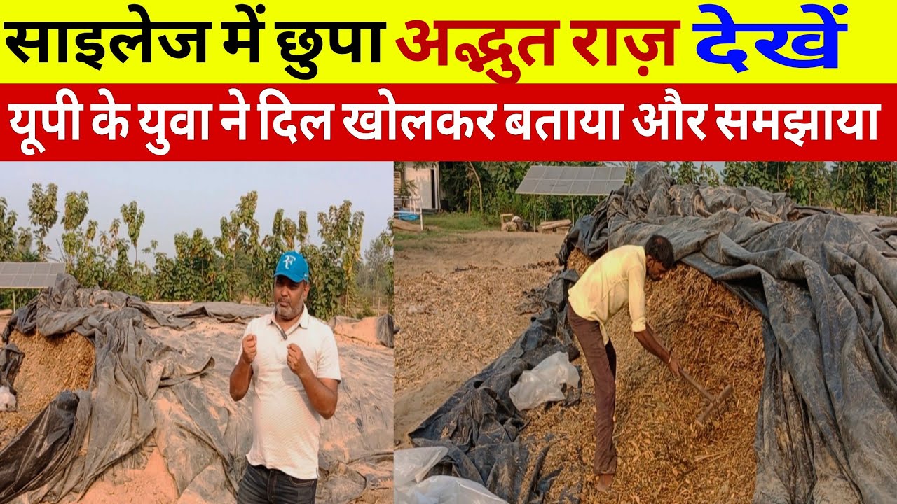 साइलेज कम खर्च में घर पर कैसे तैयार करें/silage making/dairy farming/dairy farm up/hf farm up ||