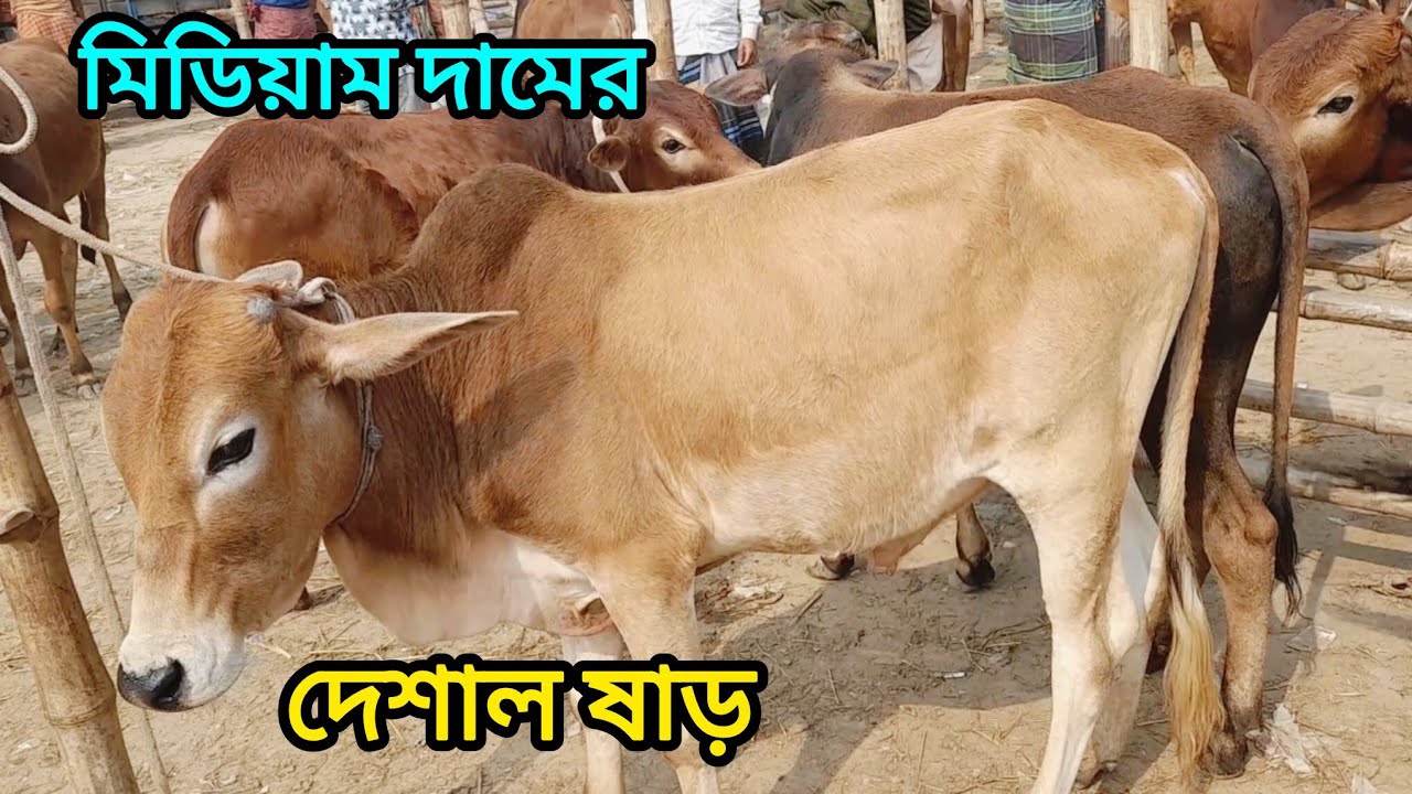 সেরা কালেকশন বসুনিয়া হাটে খামারের জন্য দেশাল ষাড় গরু । Dasi cow । 