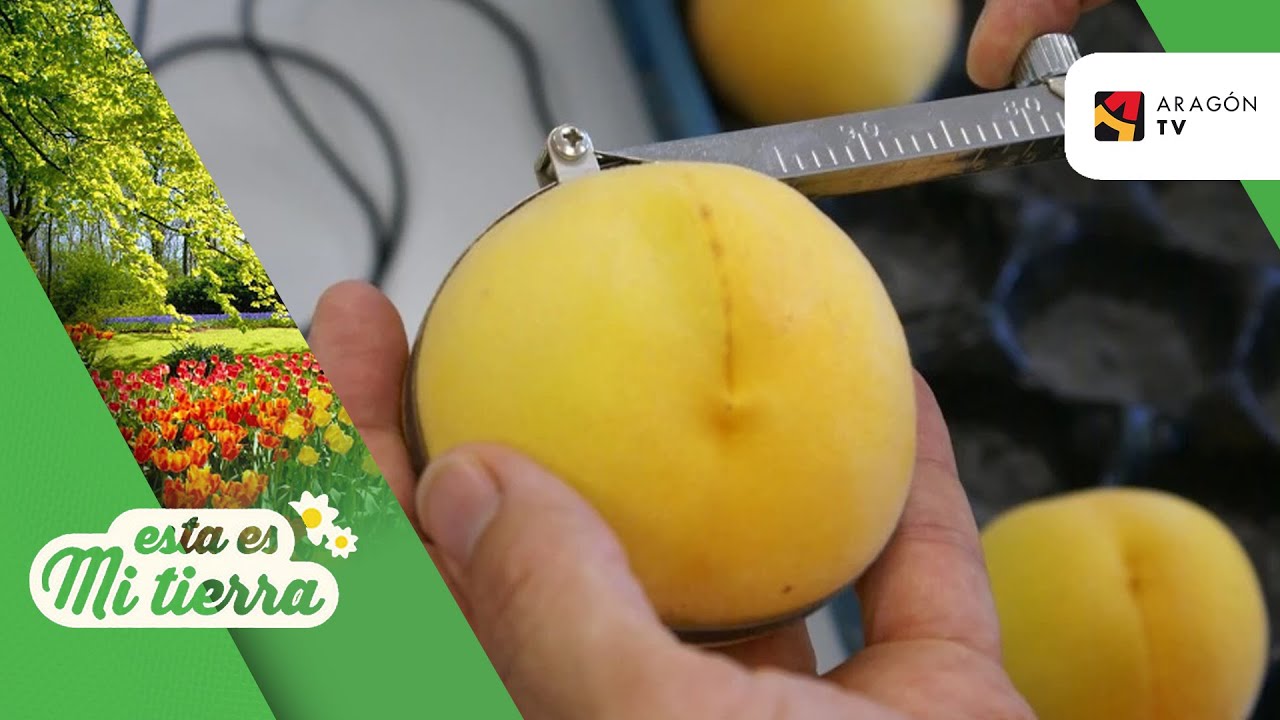 Investigando para la mejora genética del Melocotón de Calanda
