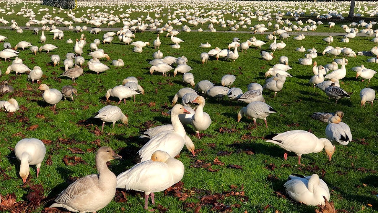 Walking Among Snow Geese