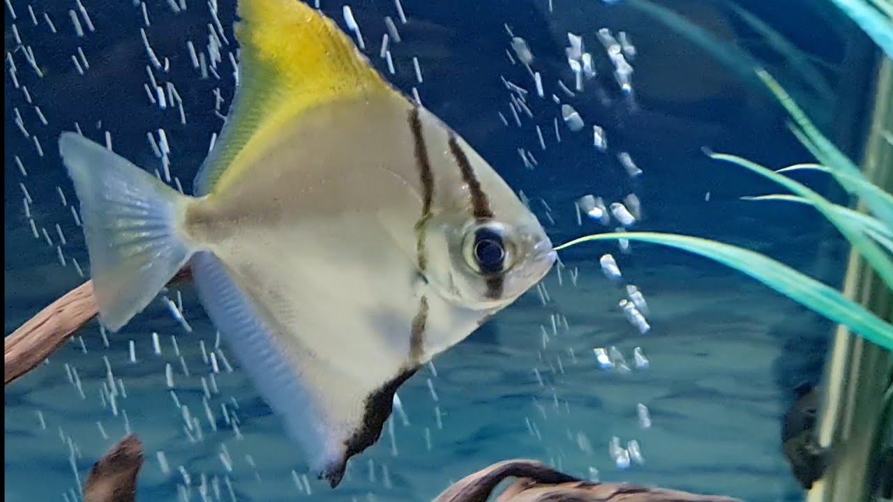 Mono Fish Care Guide - Caring for Mono Argentus. Tank mates, feeding, breeding, mono sebae compare