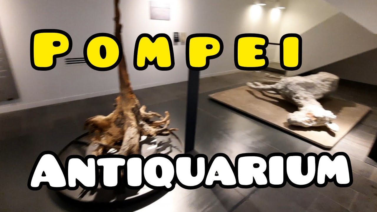 POMPEI ANTIQUARIUM| ELMA PRUDON