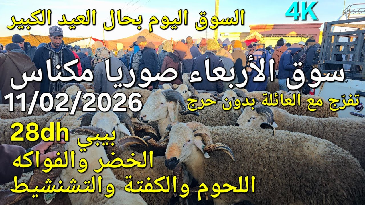 أثمنة الغنم والبقر والماعز واللحوم سوق الأربعاء صوريا مكناس اليوم 11/02/2026 