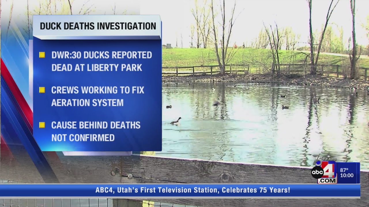 Duck deaths at Liberty Park