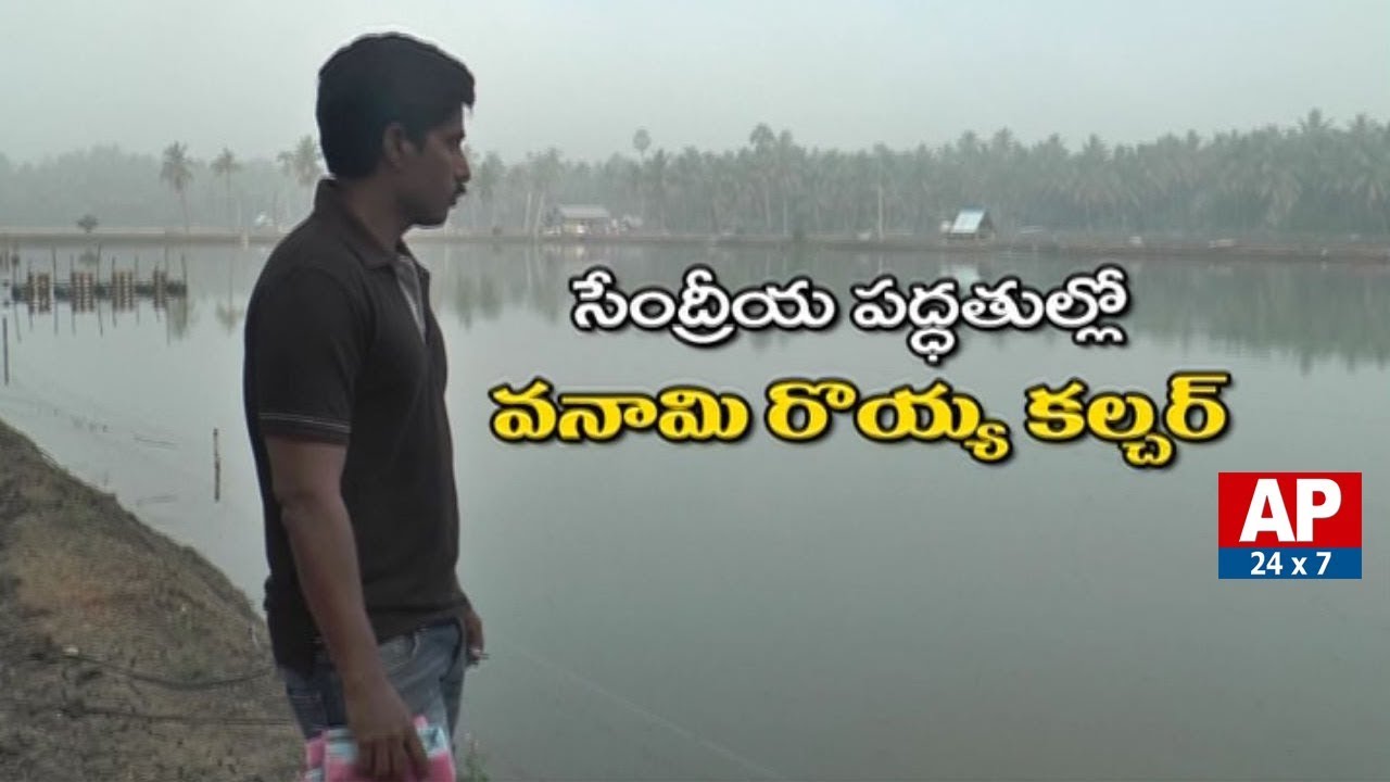 Ideal Farmer Success Story of Organic Vannamei Prawns Farming | Rythu Ratham | AP24x7
