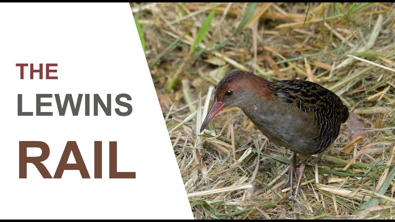 Lewin's Rail. Australian Bird Media. Filming the rarely seen Lewin's Rail and it's amazing calls.