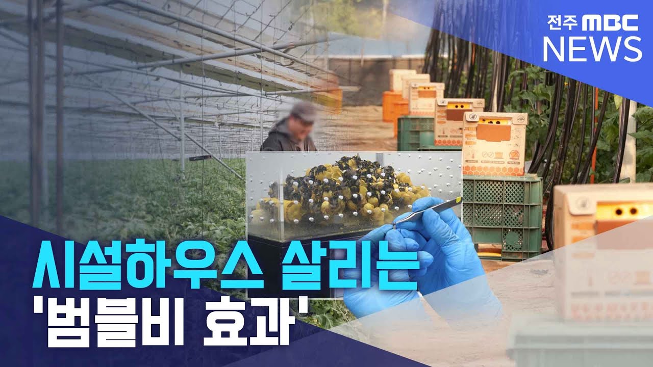 시설하우스 살리는 '범블비 효과' | 전주MBC 260210 방송
