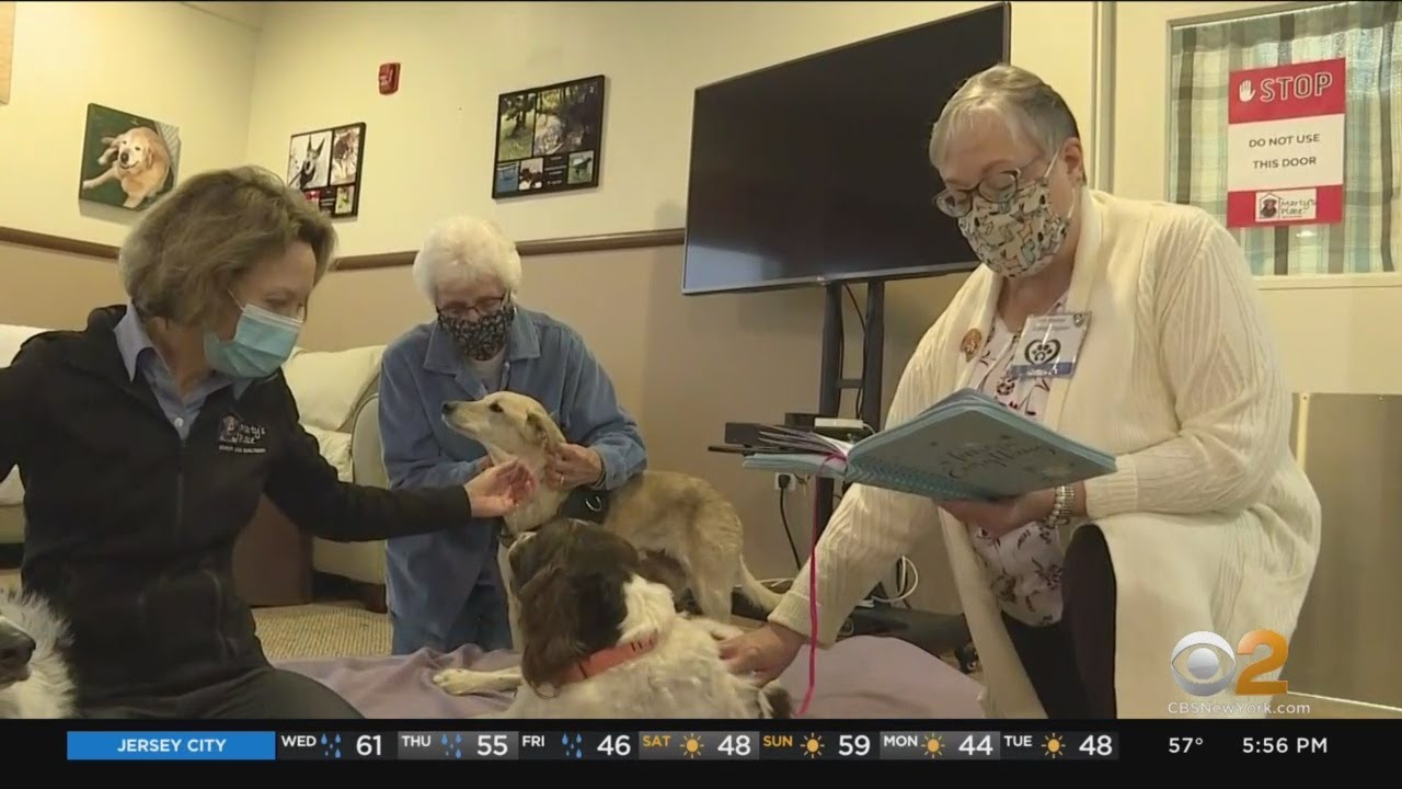 New Jersey Senior Sanctuary For Dogs In Need Of Help