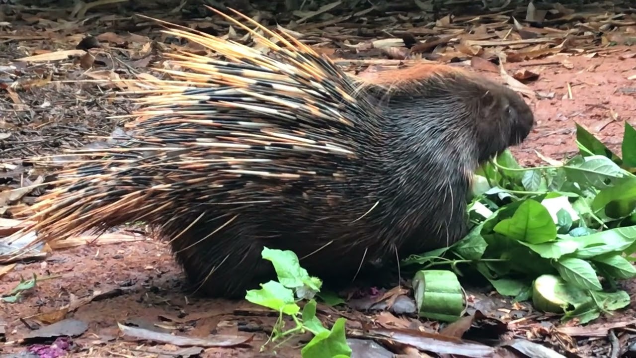 1.A cute Porcupine is eating wild leaves.# Porcupine#wild animal#
