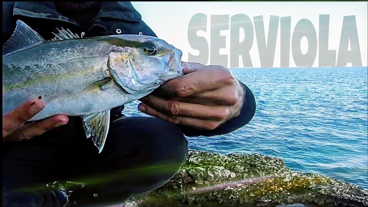 SERVIOLA a SPINNING en INVIERNO⚡en el Mediterráneo | Pescando con Suscriptores 8