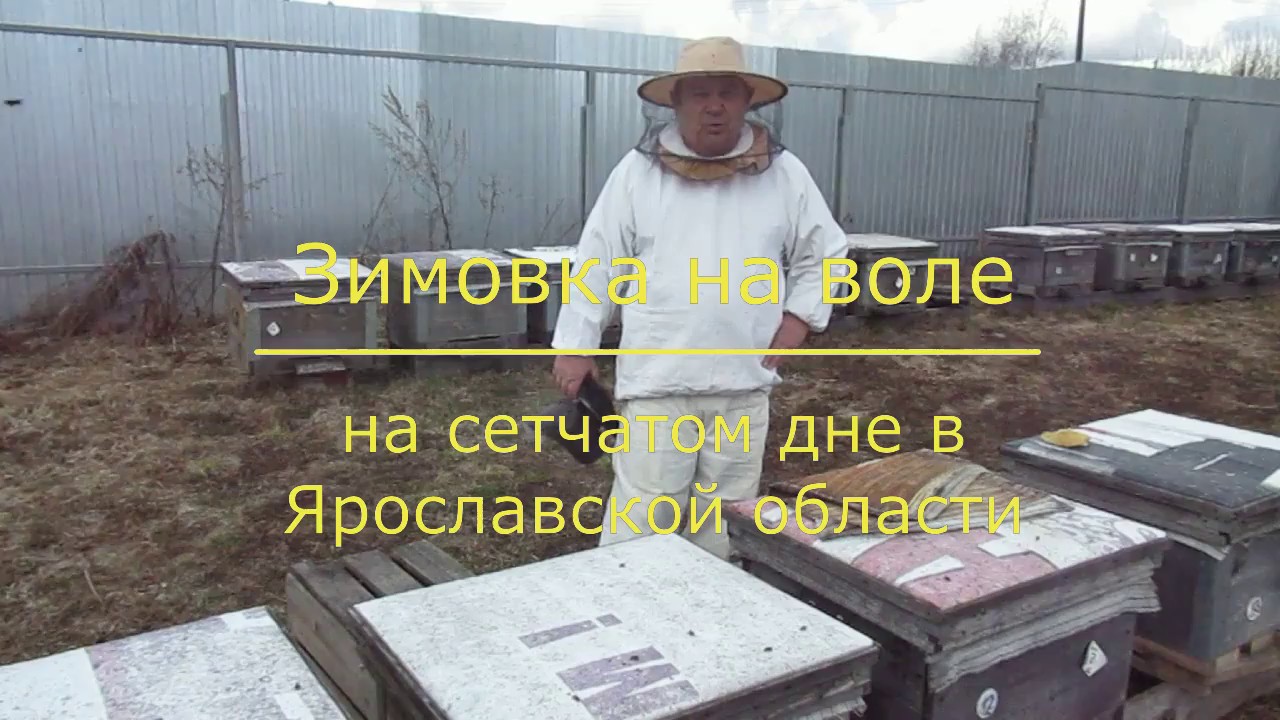 Зимовка на воле на сетчатом дне в Ярославской области