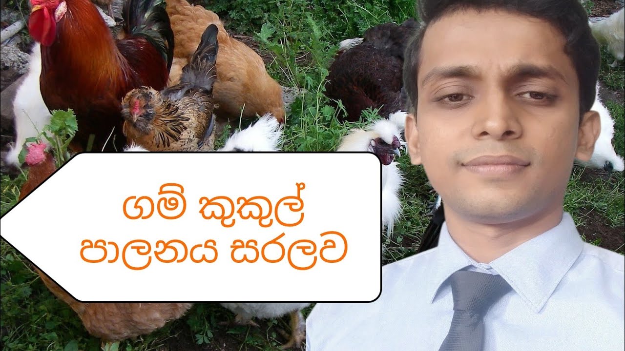 ගම් කුකුල් පාලනය කලොත් මාසිකව ලොකු ආදායමක් village chicken@vg.nn.4504#garden #animals #animal 