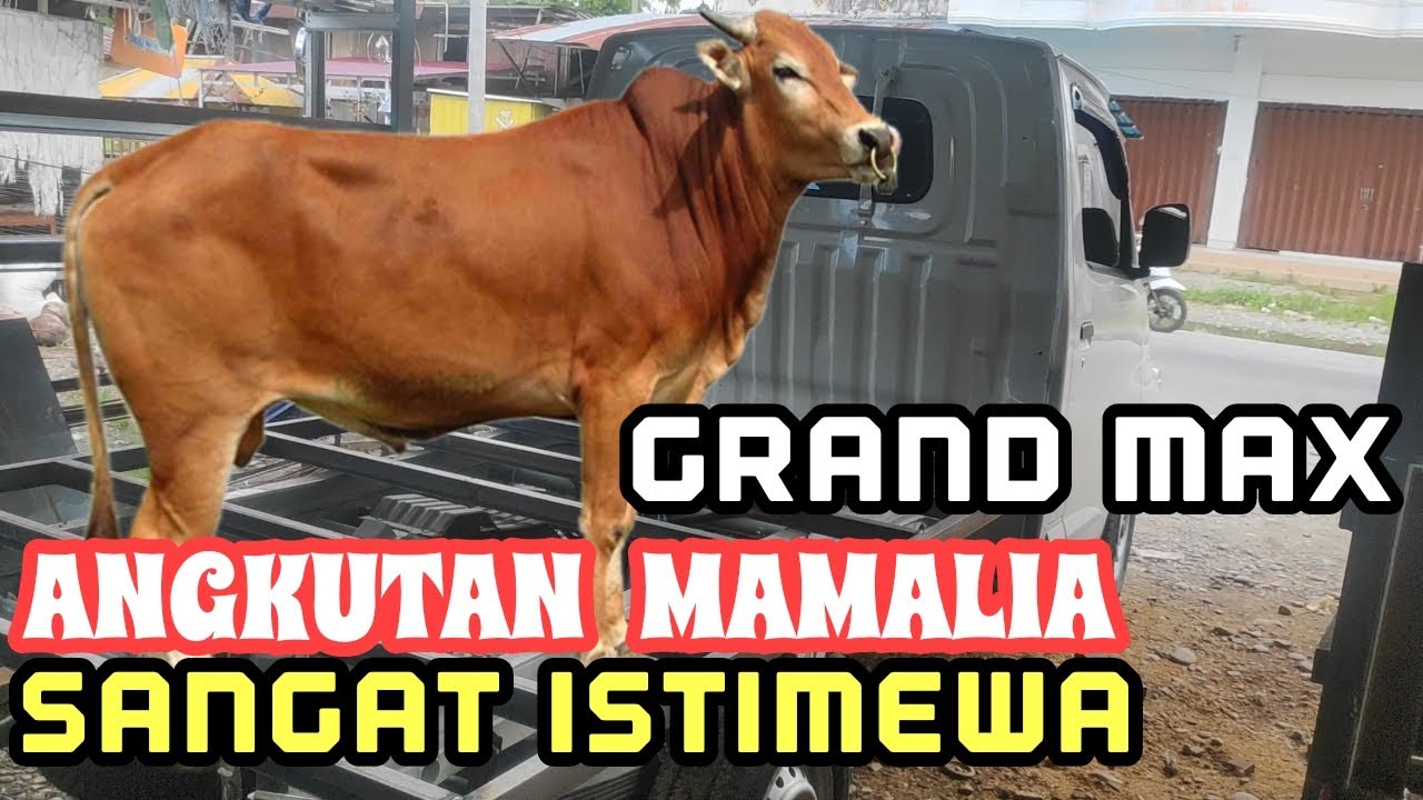 MOBIL GRAND MAX MODIFIKASI ANGKUTAN SAPI