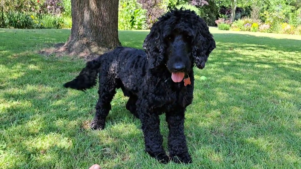 Discovering Bertie 2024. Taking all walks as opportunities to teach Bertie a ball is not a stick 