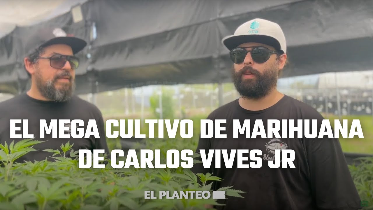 🇨🇴 🌱 Carlos Vives Jr + Sergio Puerta y su Mega Cultivo de Cannabis X Black Tuna Seeds en Colombia