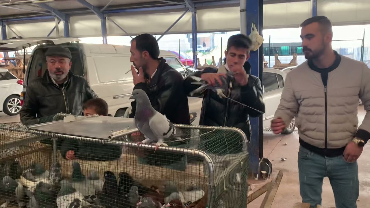 Çorlu kuş pazarı  yeni
