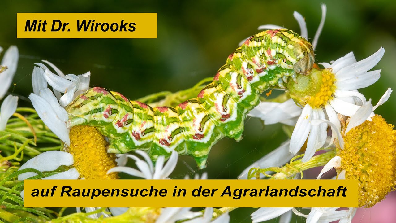 Mit Dr. Wirooks auf Raupensuche in der Agrarlandschaft
