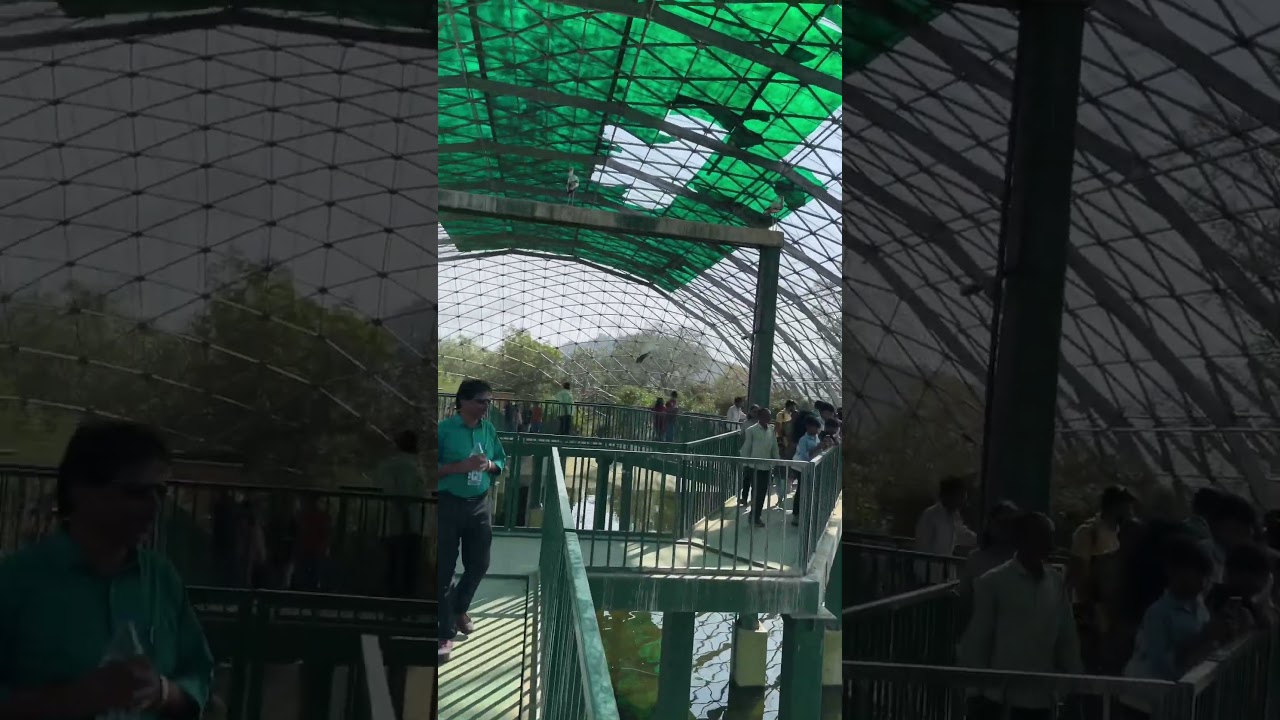Big Large Birds flying in Indian Aviary #jungle #junglesafari #lepord #statueofunity #birds #bird