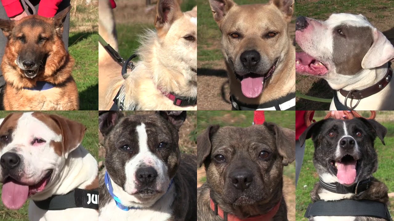 Mes dels Animals 2021: Desfilada de gossos en adopció