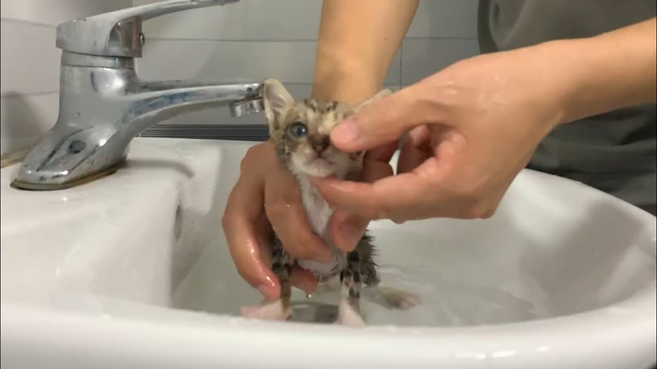 Clean the cage, bathe and feed the kittens