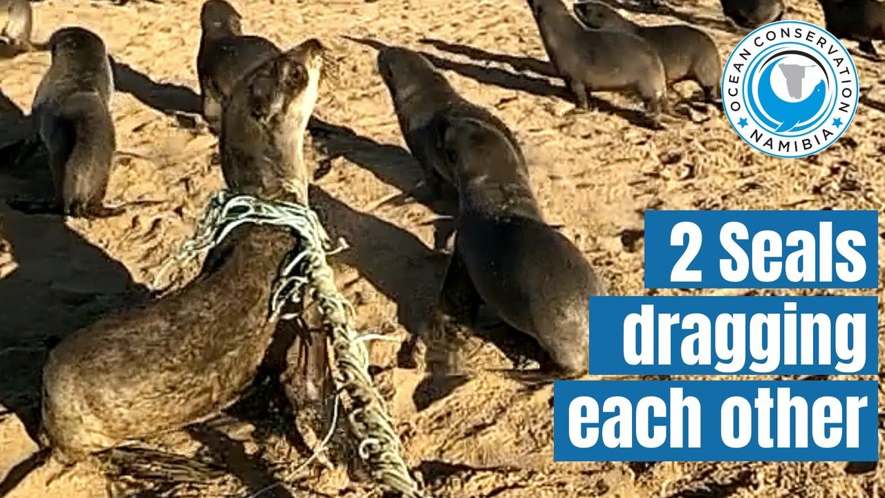 2 baby seals bound together by net
