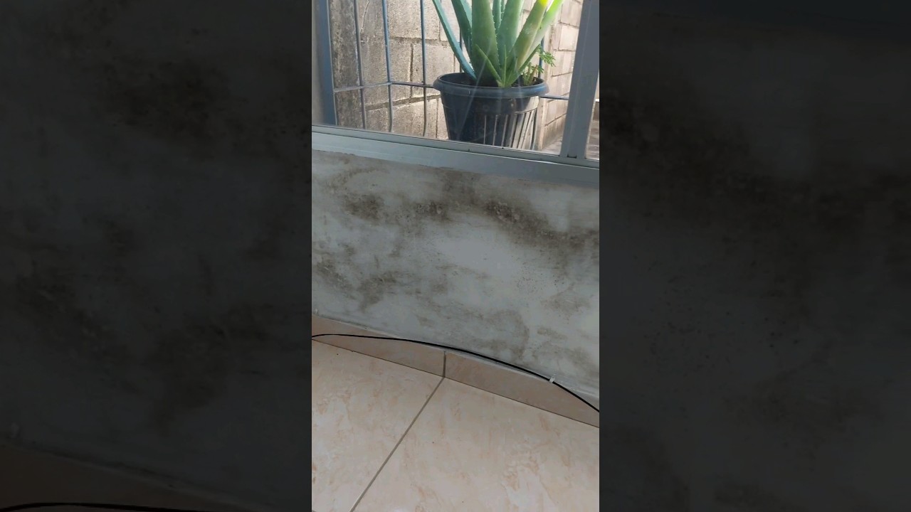 COMO TIRAR MOFO DE PAREDE SEM &Aacute;GUA SANTANA F&Aacute;CIL E R&Aacute;PIDO