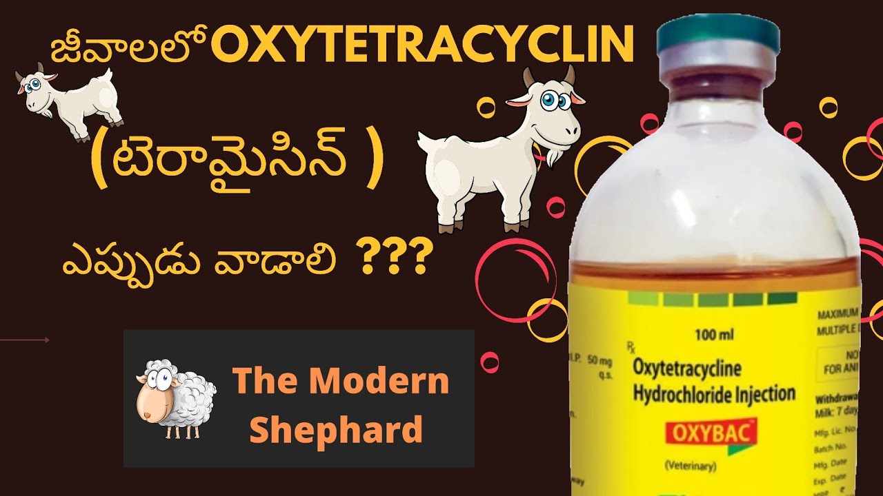 జీవాలలో  oxytetrcyclin ( టెరామైసిన్ ) ఇంజక్షన్ పూర్తి సమాచారం #telugu #sheepfarming #goatfarming
