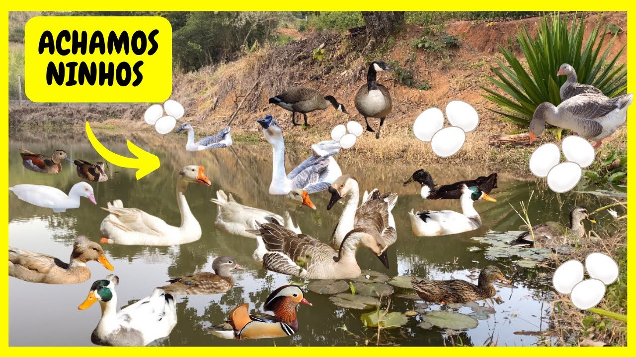 Procurando Ninho de Gansos e Marrecos - Achamos MUITOS Ovos no Lago | Gutejando