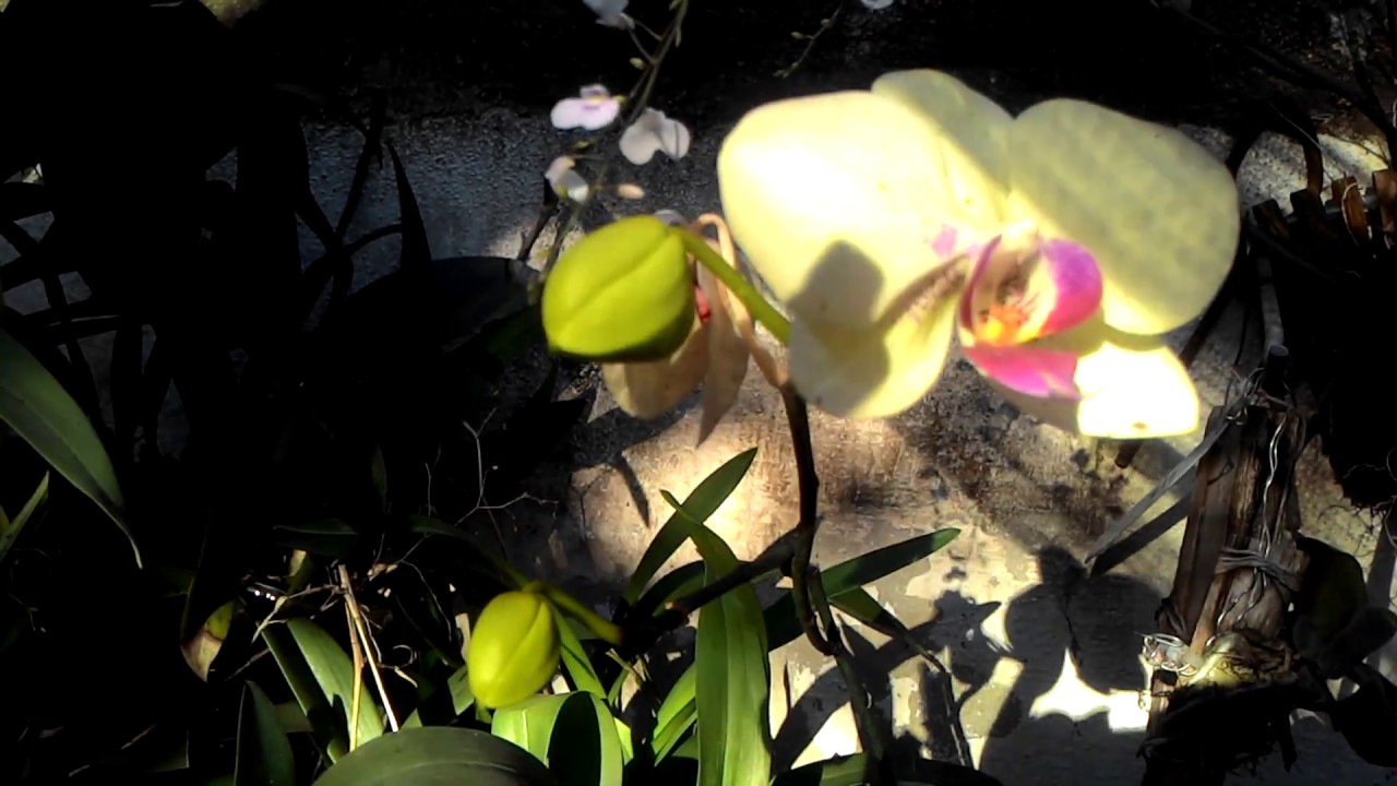 Ionopsis paniculata, cultivo e flora&ccedil;&atilde;o!