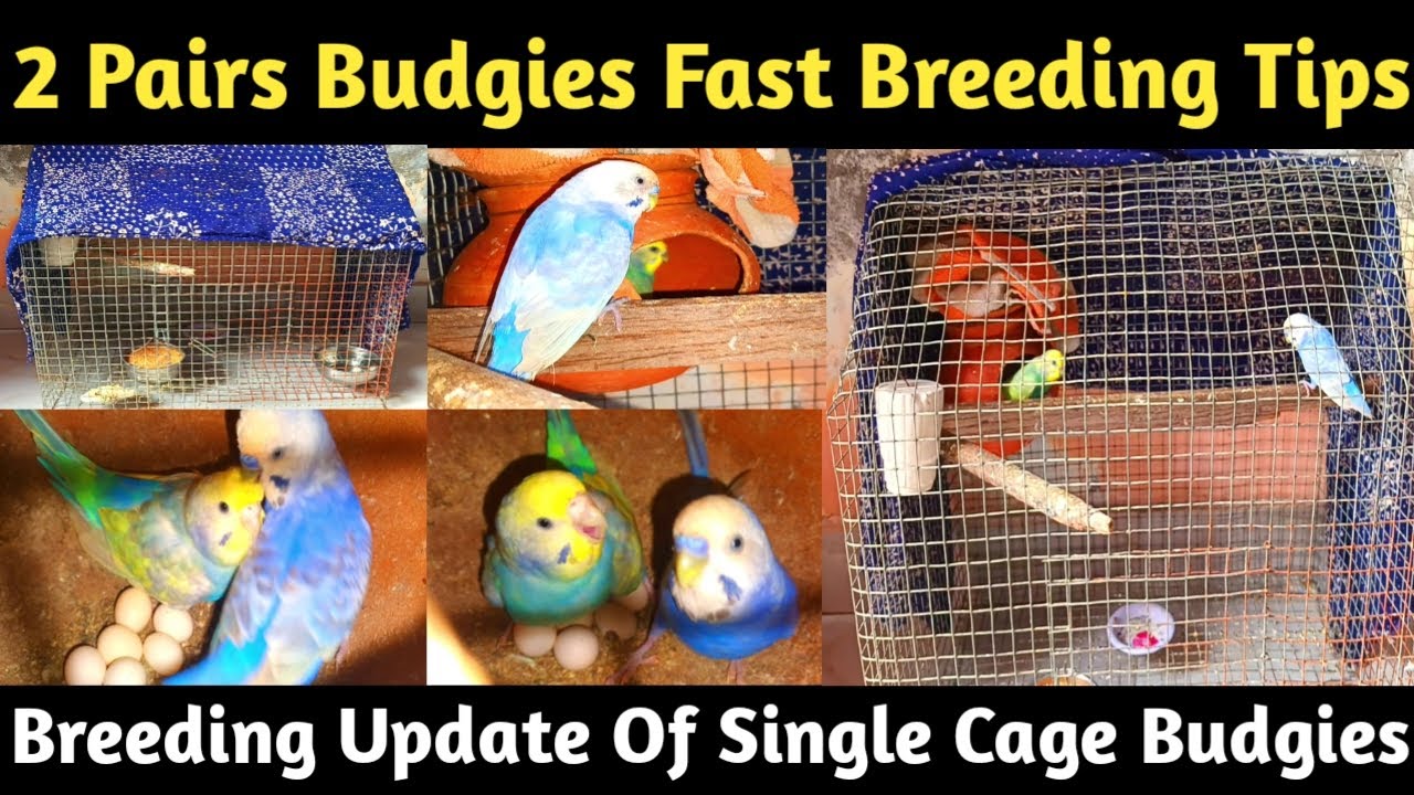 2 Pairs Budgies Fast Breeding Tips With Proof | Single Cage Breeding Progress  #budgiesparrot