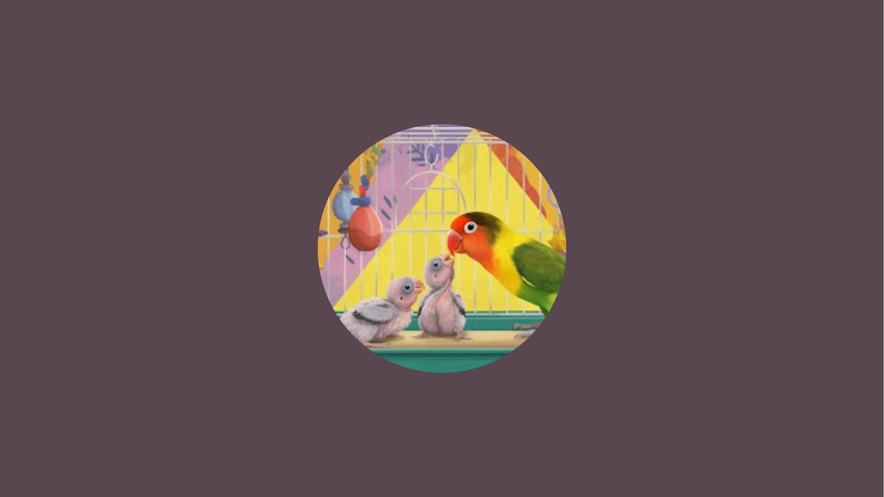 lovebirds cute video
