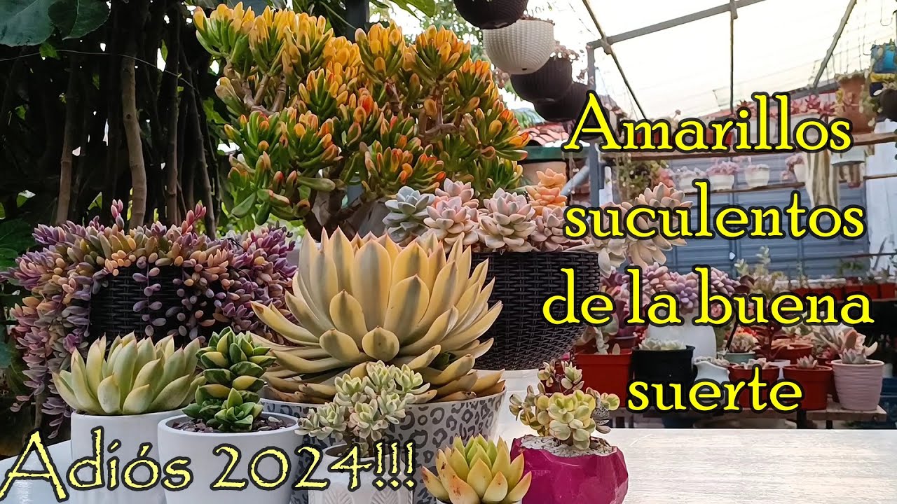 Vamos despidiendo el 2024 suculentamente #añonuevo #suculentas #colección #abundancia