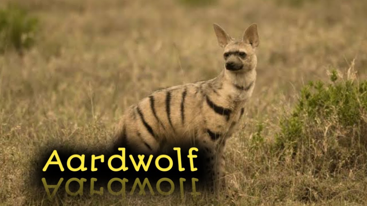 Aardwolf(Proteles cristatus) : a life style and facts about 👉'Earth wolf'👈#aardwolf, #zooconcept