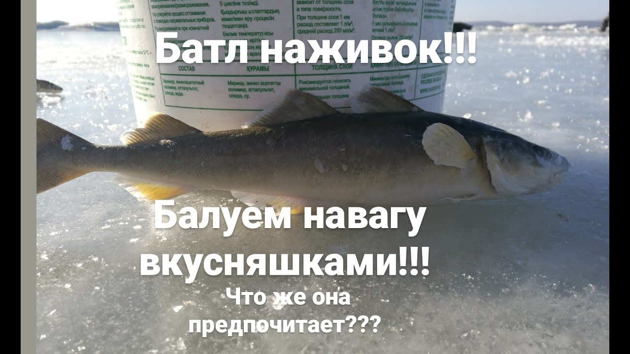 Батл НАЖИВОК  !!! Вкусняшки для наваги !!! Что же она предпочитает  ???